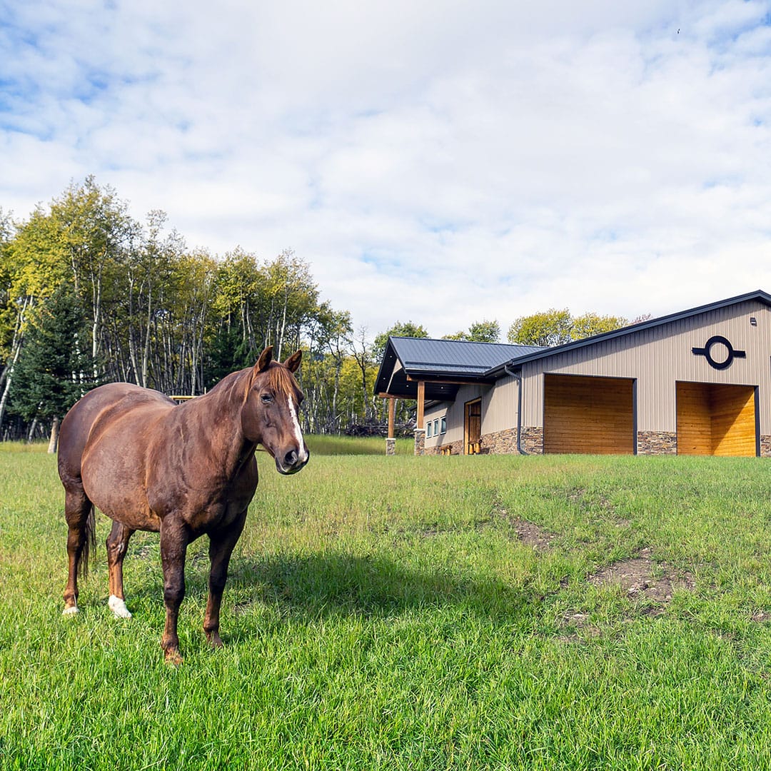 Equine stock building